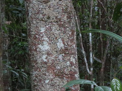 Garcinia warrenii