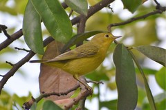Setophaga petechia