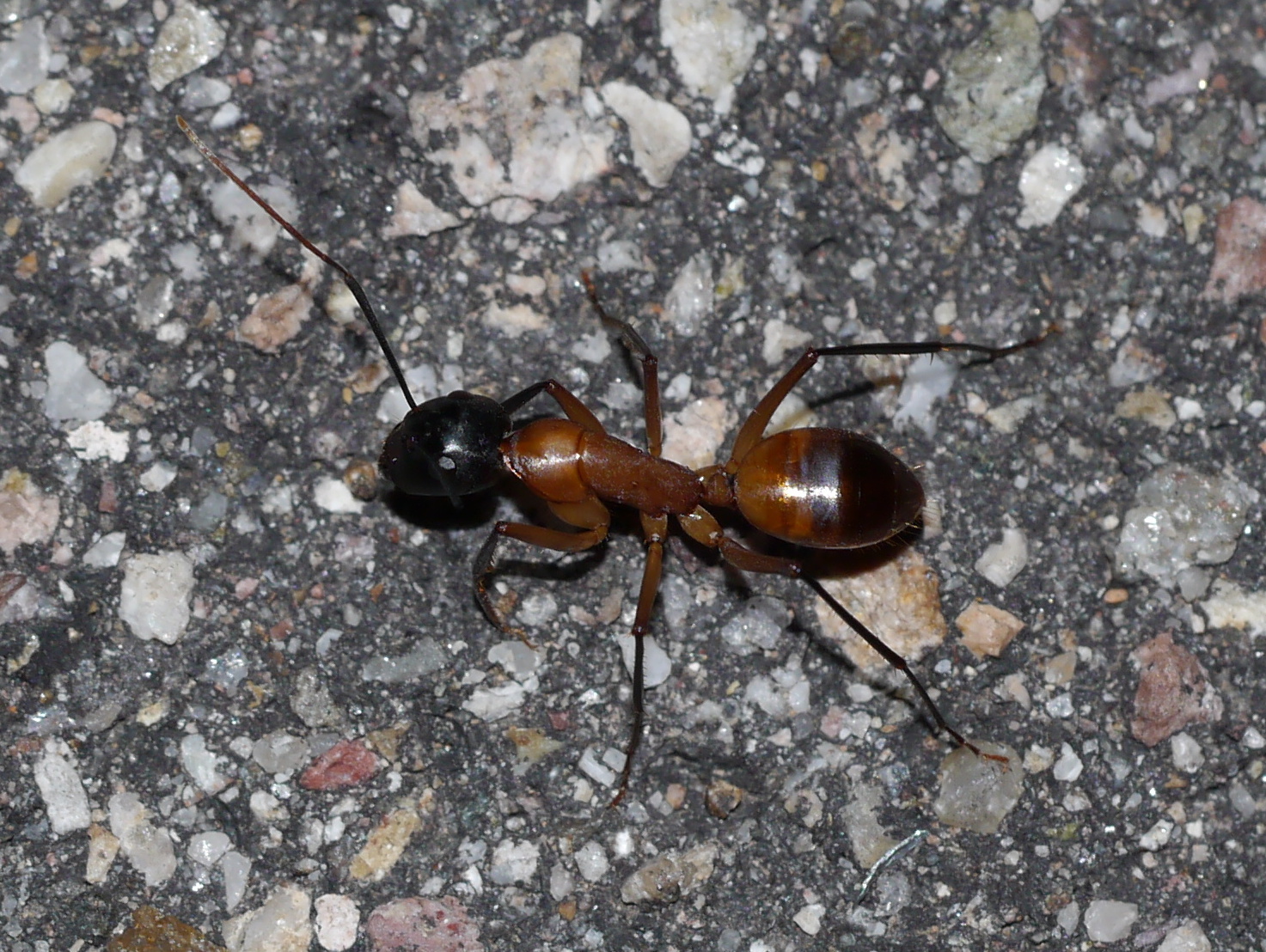 Camponotus ocreatus