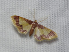 Idaea basinta