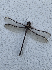 Telephlebia godeffroyi