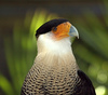Crested Caracaras - Photo (c) Jamie Drake, some rights reserved (CC BY-NC-SA)