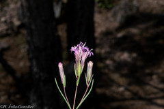 Carphochaete wislizeni