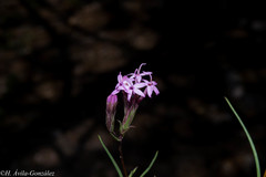 Carphochaete wislizeni