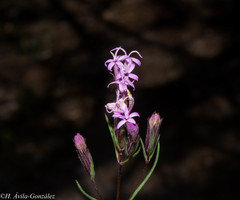 Carphochaete wislizeni