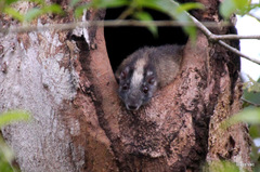 Isothrix bistriata