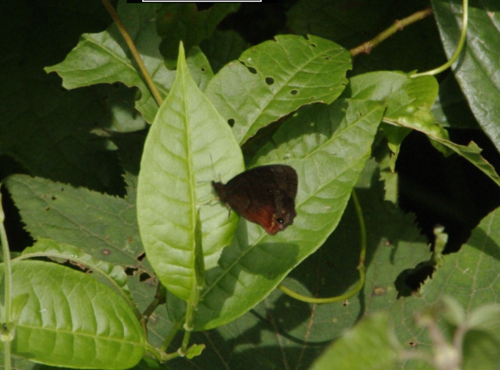 Eretris suzannae