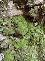 Gymnostomum aeruginosum