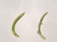 Gymnostomum aeruginosum