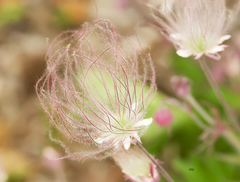 Geum triflorum
