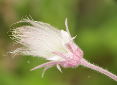 Geum triflorum
