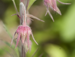 Geum triflorum