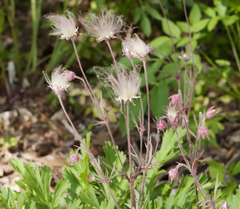Geum triflorum