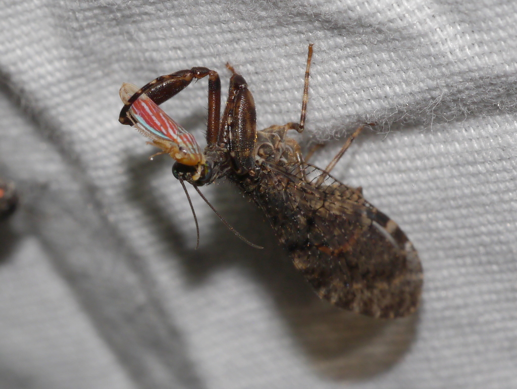 Sibovia compta
