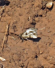 Heliopetes omrina