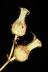 Rhexia mariana interior