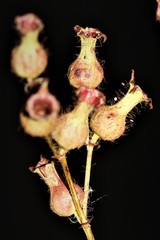 Rhexia mariana interior