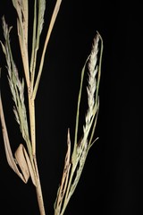 Muhlenbergia glabrifloris