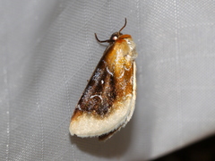 Chrysoecia scira