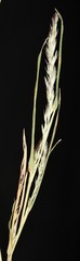 Muhlenbergia glabrifloris
