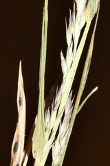 Muhlenbergia glabrifloris
