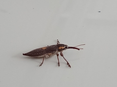Rhinotia centralis
