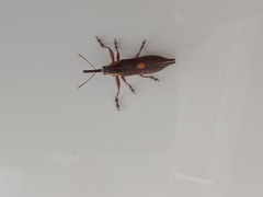 Rhinotia centralis