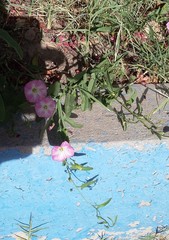 Convolvulus arvensis