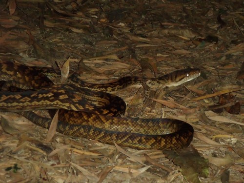 Australian Scrub Python sighting