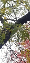 Gleditsia triacanthos