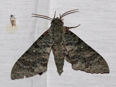 Manduca muscosa