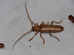 Atylostagma politum