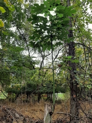 Firmiana