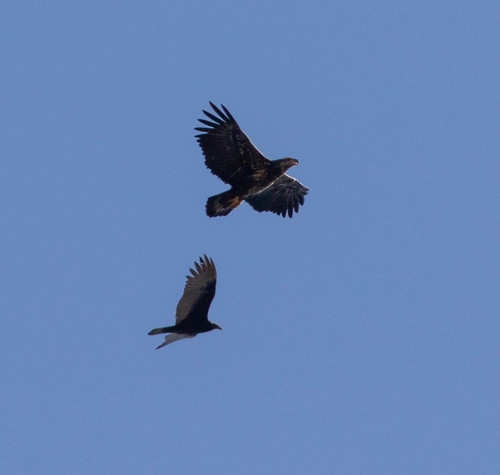 Bird in flight from below: reference photo 1 by kirk gardner