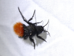 Dasymutilla magnifica