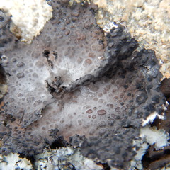 Lasallia pensylvanica