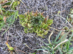 Selaginella lepidophylla