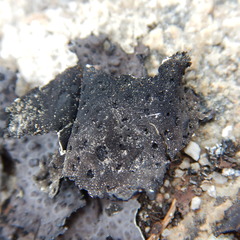 Lasallia pensylvanica