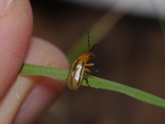 Diabrotica longicornis