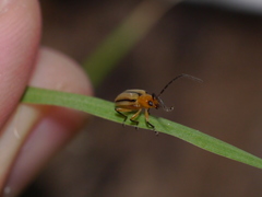 Diabrotica longicornis