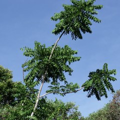 Dysoxylum gaudichaudianum