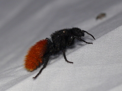 Dasymutilla magnifica