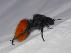 Dasymutilla magnifica