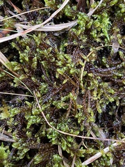 Scorpidium revolvens