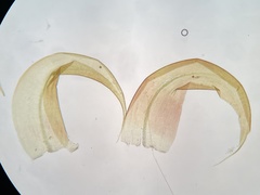 Scorpidium revolvens