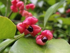 Euonymus australianus
