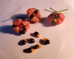 Euonymus australianus