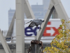 Ardea herodias
