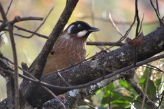 Trochalopteron affine