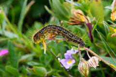 Malacosoma alpicolum